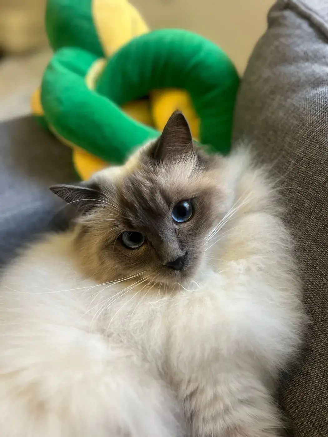 Tobias (Tubby), a Ragdoll cat and emotional support animal at Tic Tac Toe Early Childhood Psychology.