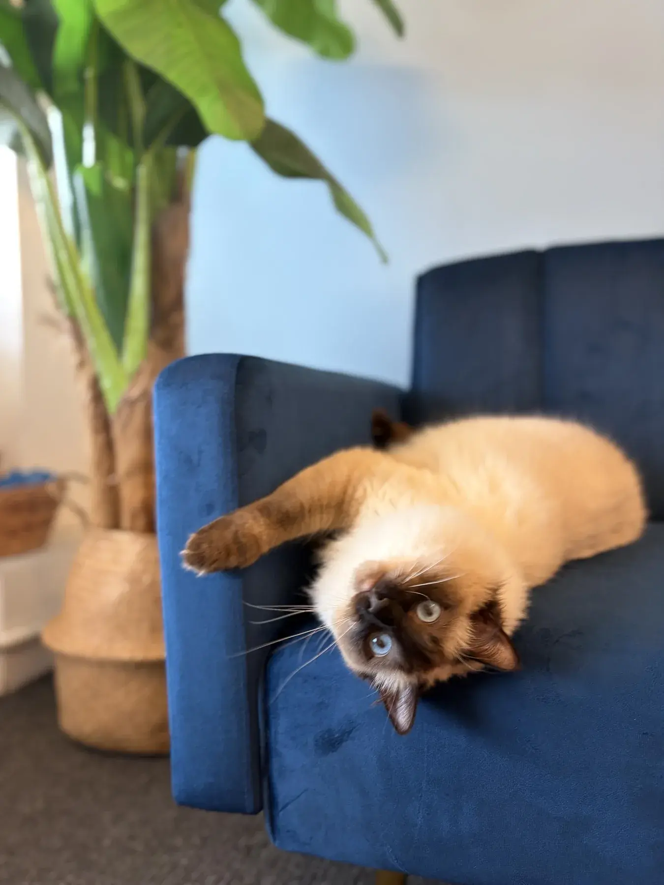 Jeramiah (Jemmy), a blue-eyed Ragdoll cat and emotional support animal at Tic Tac Toe Early Childhood Psychology.